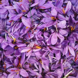 Close-up of vibrant saffron flowers in bloom, showcasing vivid purple petals and bright orange stamens.