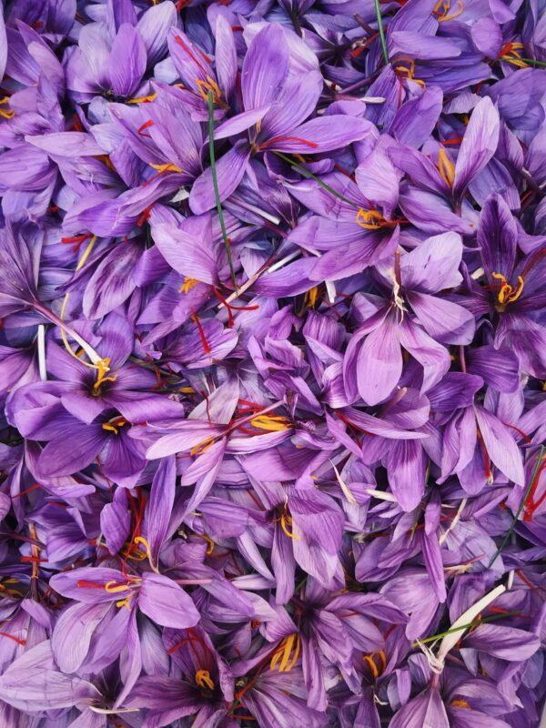 Close-up of vibrant saffron flowers in bloom, showcasing vivid purple petals and bright orange stamens.